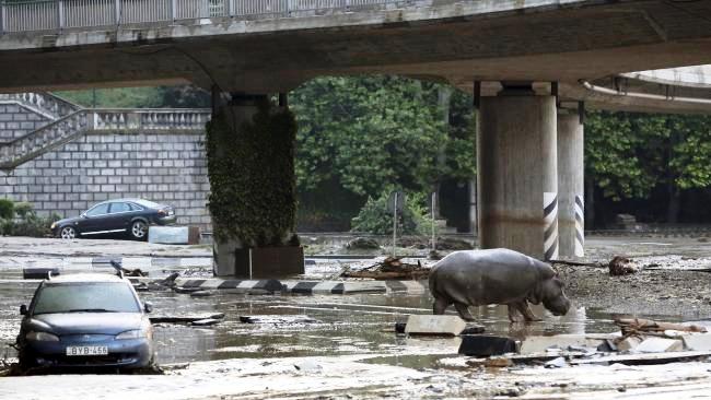 Gara-Gara Banjir, Hewan Buas Ini Berkeliaran di Jalanan