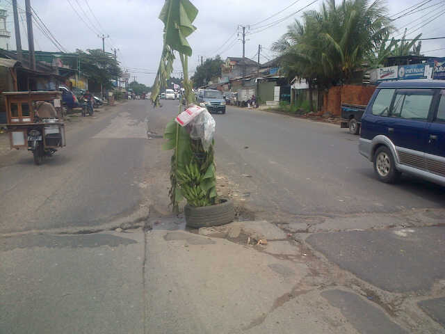 Protes, Warga Balaraja Tanam Pohon Pisang di Tengah Jalan