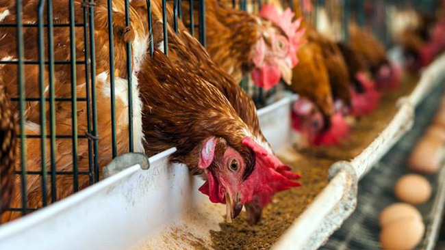 Peternakan Ayam Ilegal Disegel Satpol PP Kota Serang