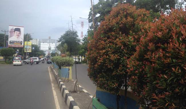 Tanaman di median jalan