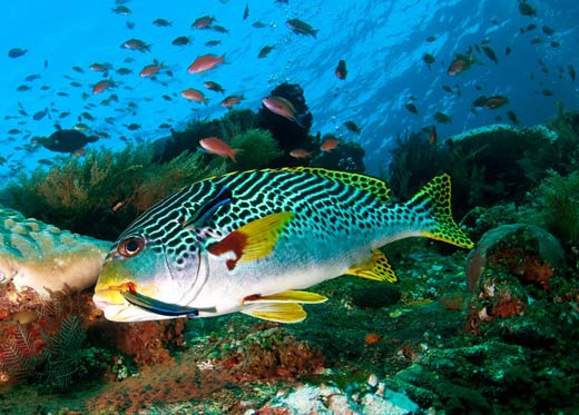 Ikan