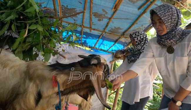 Tak Hanya Otomotif atau Rokok, Hewan Kurban Pun Dipasarkan SPG