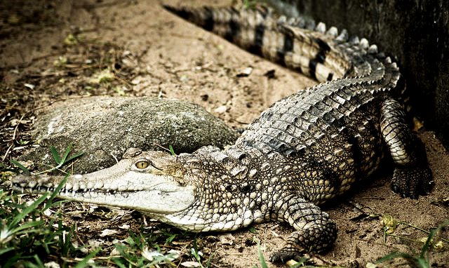 Ada Buaya di Perairan Bojonegara-Cilegon! Satu Sudah Ditangkap