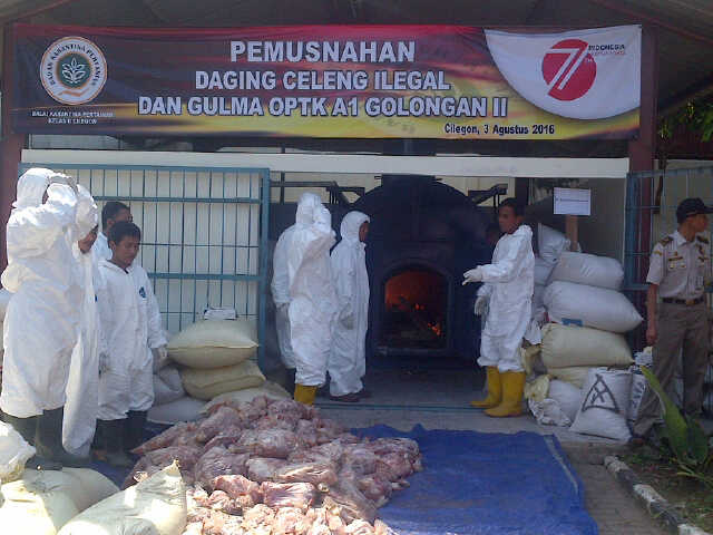 1.958 Kg Daging Celeng Dimusnahkan