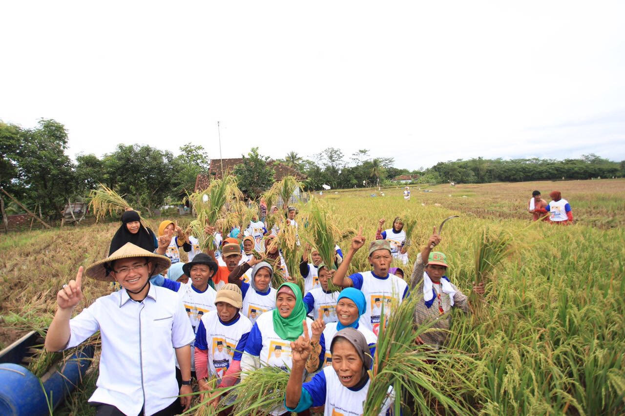Andika Panen Raya Bersama Petani di Sajira