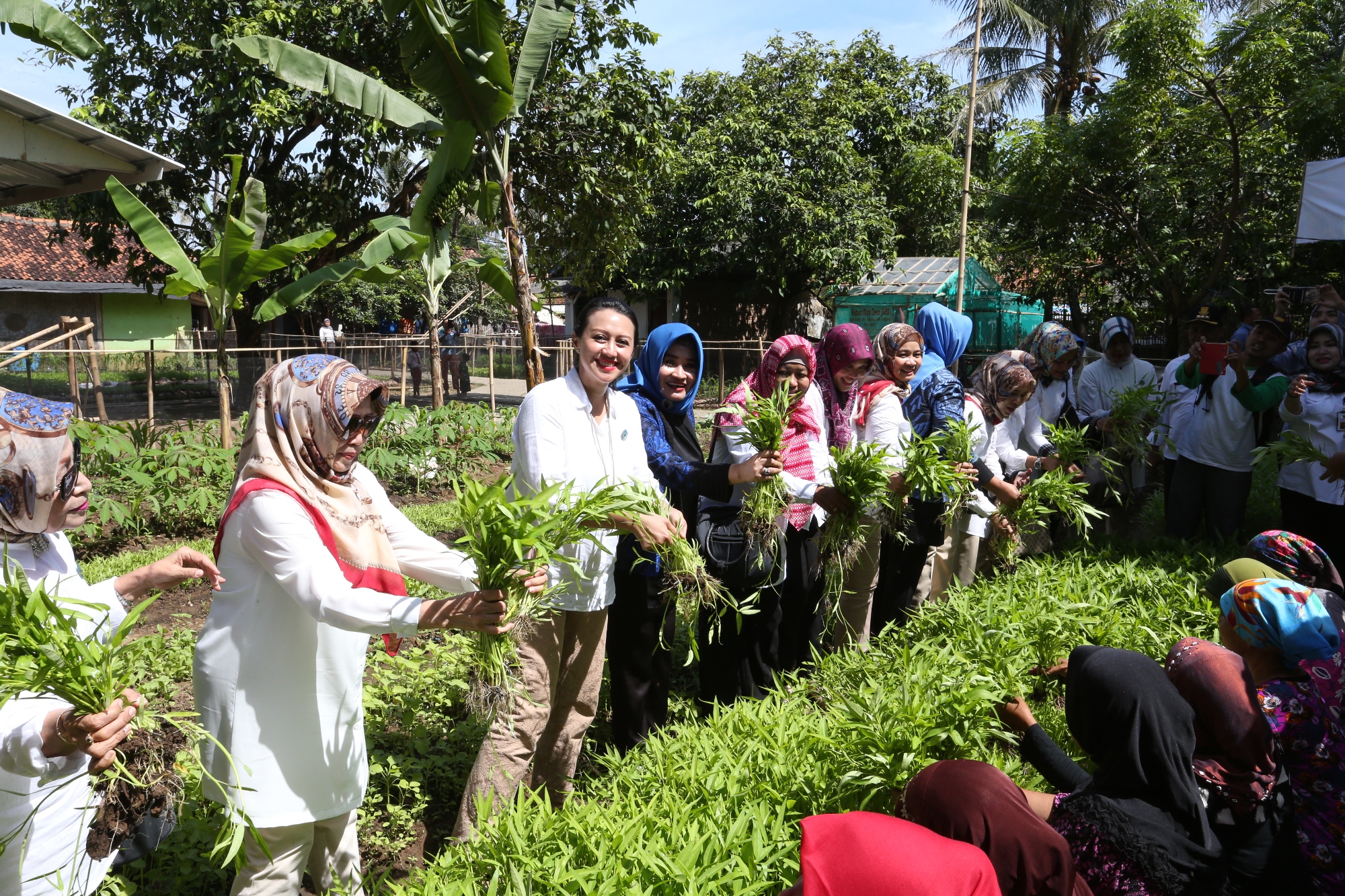 Manfaatkan Pekarangan Rumah Untuk Tanam Sayur dan Buah