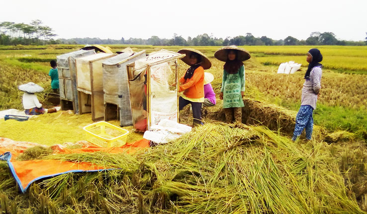 Kisah Buruh Tani Perempuan di Pamarayan, Ikhlas Dapat Upah Kecil