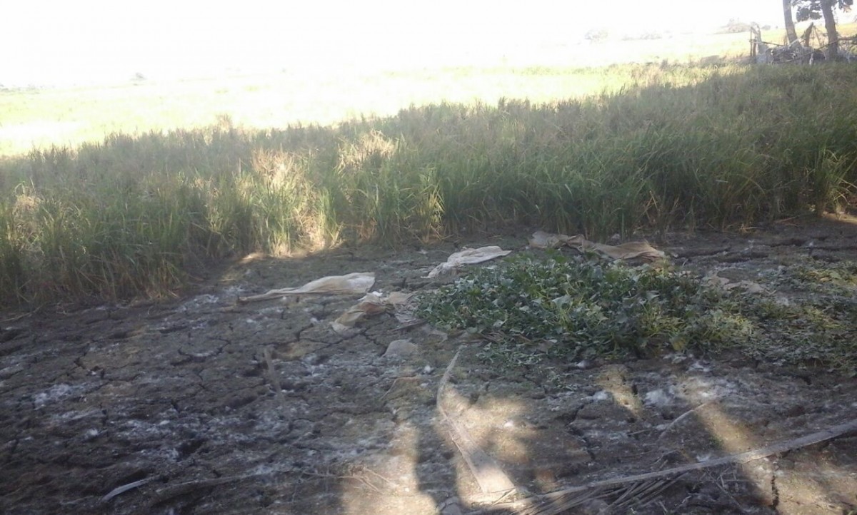 7000 Hektare Lahan Pertanian di Kabupaten Serang Terancam Kekeringan