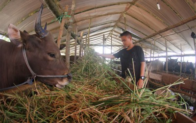 Ini Tips Mudah Memilih Hewan Qurban