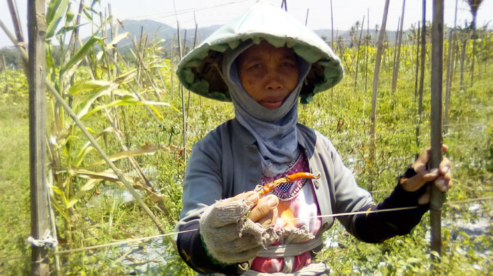Kemarau Panjang, Petani Cabai Merugi