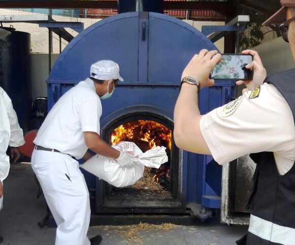 Balai Karantina Pertanian Cilegon Musnahkan 700 Kilogram Gulma