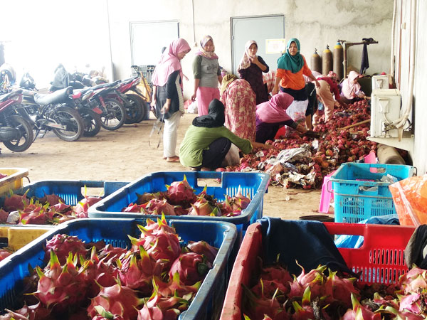 Perusahaan Buah Naga di Baros Membandel