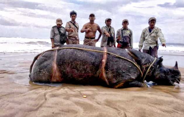 Badak Jawa Ditemukan Tewas di Pesisir Pantai Karang Ranjang