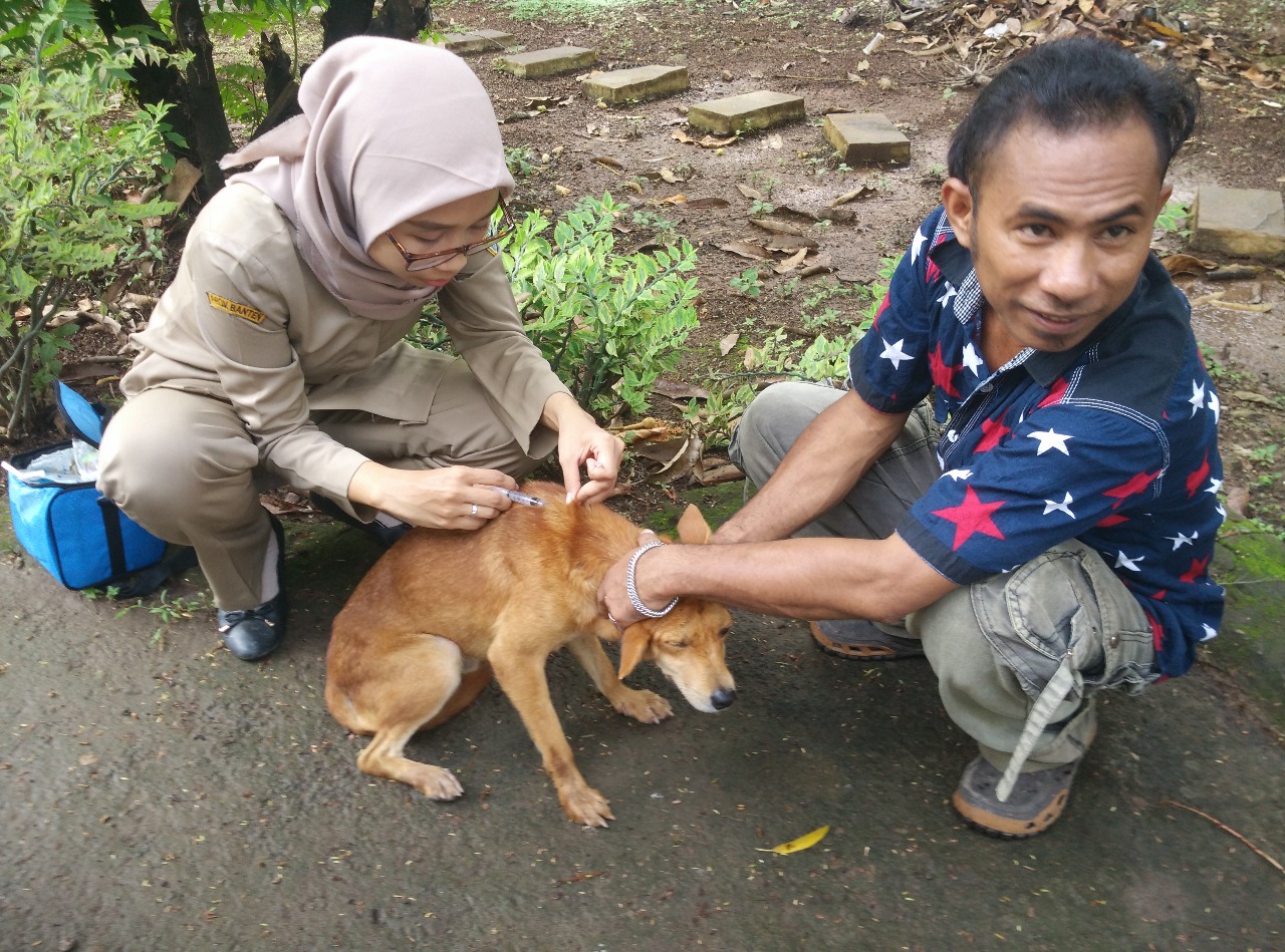 Waspada! Cilegon Dilintasi 72 Ribu Hewan Pembawa Rabies