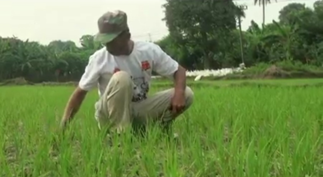 Ratusan Hektare Sawah di Lebak Selatan Kekeringan