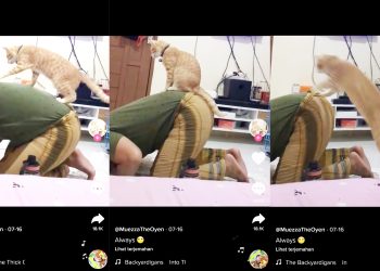 Polah Kucing Oren “Mengganggu” Orang Sedang Salat Viral di TikTok