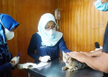 Ratusan Hewan Divaksin Rabies