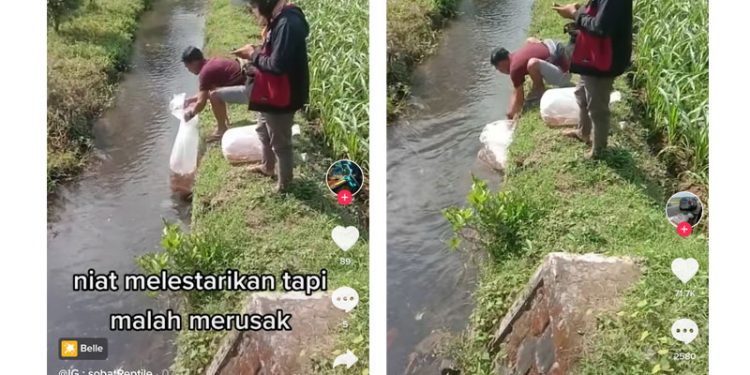 Sedekah Bumi Lepas Ratusan Ikan Koi, Ujungnya Malah Nyampah Plastik