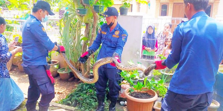 Sanca 2,5 Meter Ditangkap di Got Rumah Warga