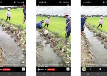 Petani Berburu Tikus Pakai Alat Setrum, Tak Perlu Pakai Lama Langsung Klenger