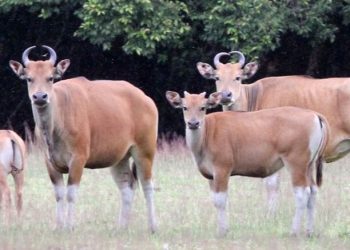Tidak Hanya Badak Jawa, di Ujung Kulon juga Hidup Banteng Bos Javanicus