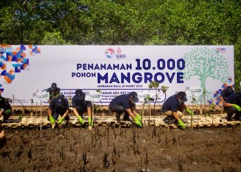 Peringati Dua Dekade Gerakan APU PPT Indonesia, BRI dan PPATK Tanam 10.000 Mangrove di Bali