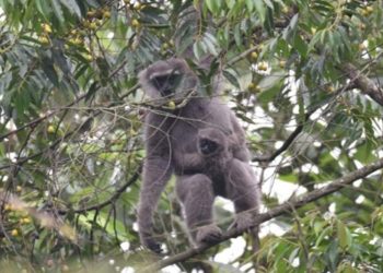 Owa Jawa Taman Nasional Ujung Kulon Terancam Punah