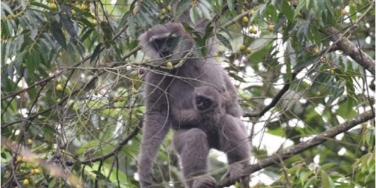 Owa Jawa Taman Nasional Ujung Kulon Terancam Punah