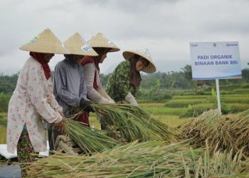 Pembiayaan Ultra Mikro Selamatkan Petani dari Jeratan Renternir