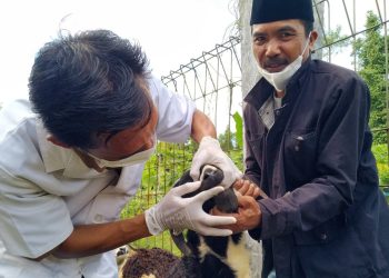 Cegah PMK, Buka Puskeswan Pembantu di Menes