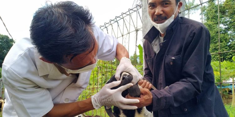 Cegah PMK, Buka Puskeswan Pembantu di Menes