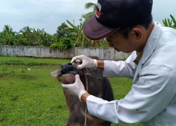 Puskeswan Pandeglang Antisipasi PMK Hewan