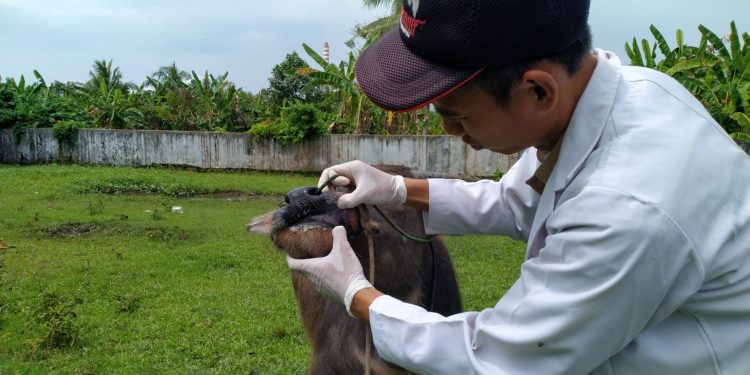 Puskeswan Pandeglang Antisipasi PMK Hewan
