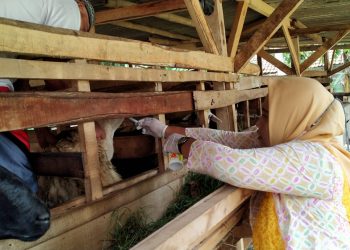 Lima Hewan di Pandeglang Terindikasi PMK, Akan Diperiksa di Subang