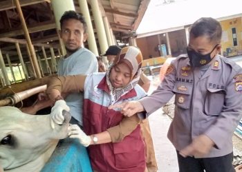 Idul Adha Tinggal Sebulan Lagi, Hewan Kurban Diawasi Ketat