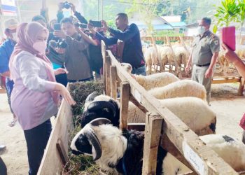 Bupati Irna Larang Hewan Kurban Luar Daerah