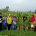 Padi Kewal Khas Banten Terancam Punah, BRIN Lakukan Riset di Kabupaten Serang