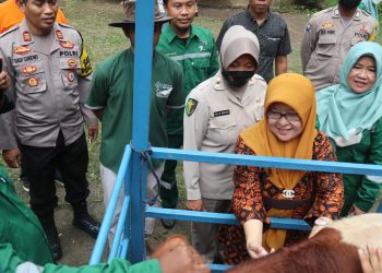 Cegah PMK, DKPP Kota Cilegon Mulai Vaksinasi Hewan Ternak