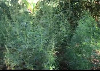 Kejar Tersangka Hingga ke Sumatera, Petugas Satresnarkoba Polres Serang Temukan 3 Hektar Ladang Ganja di Aceh Utara