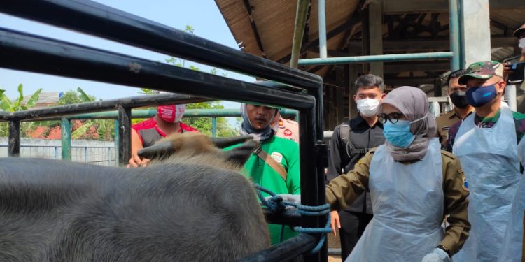 Tinggal 39 Kasus, Bupati Yakin Lebak Bisa Nol Kasus PMK