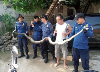Terjebak di Pipa Pembuangan, Ular Sanca Gegerkan Warga Balaraja