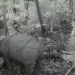 Anak Badak Cula Satu Terekam Camera Trap
