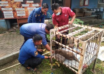BPBD Tangerang Serahkan Monyet Ekor Panjang ke BKSDA Jakarta
