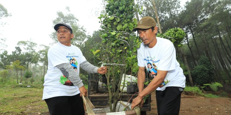 Lingkungan Lebih Hijau & Malah Jadi Cuan, Nasabah Ungkap Manfaat ‘BRI Menanam’