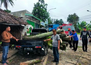 Pohon Tumbang, Timpa Mobil Pikap Bikin Jalan Pandeglang-Labuan Macet