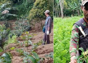 Dibina Densus 88, Eks Napiter Sukses Tanam Kopi Arabika di Gunung Karang