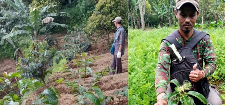 Dibina Densus 88, Eks Napiter Sukses Tanam Kopi Arabika di Gunung Karang