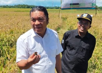 Panen Padi di Pandeglang, Pj Gubernur Banten Al Muktabar Suka Makan Keong Sawah