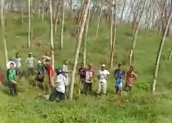 Dua Pemuda Tewas di Perkebunan Karet Cijaku, Diduga Korban Begal