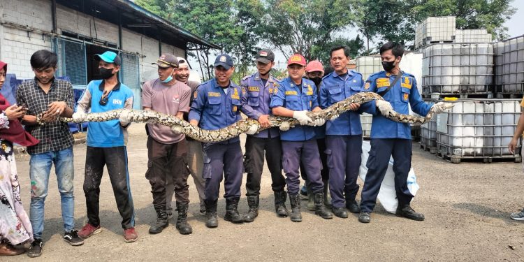 Ular Piton Sepanjang 5 Meter Kagetkan Karyawan Pabrik di Pasar Kemis Tangerang, Proses Evakuasi Makan Waktu 5 Jam